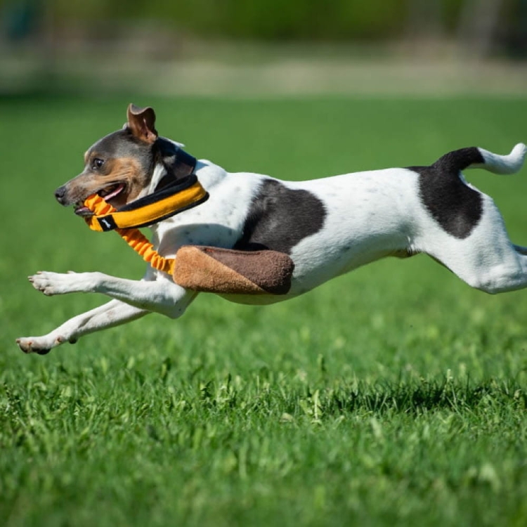 BungeeCutie orange and xsmall dog.jpg