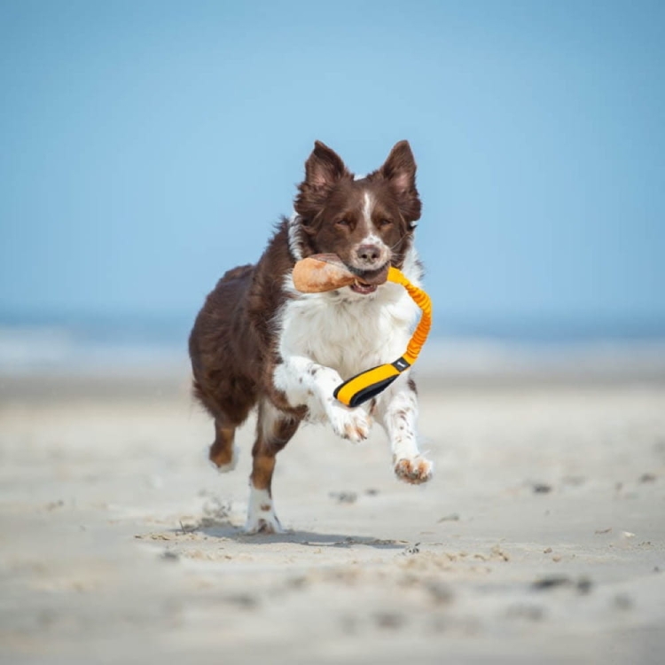 BungeeCutie orange-black and Australian Shepherd.jpg