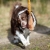 BungeeCutie orange-black with Australian Shepherd.jpg