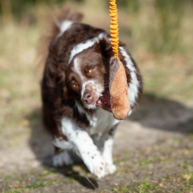 BungeeCutie orange-black with Australian Shepherd.jpg
