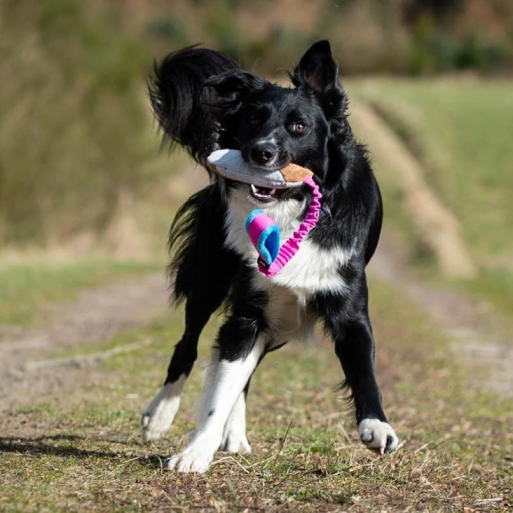 Border Collie and BungeeCutie toy pink-turquoise.jpg