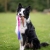 BungeeCutie pink-turquoise with Border Collie.jpg