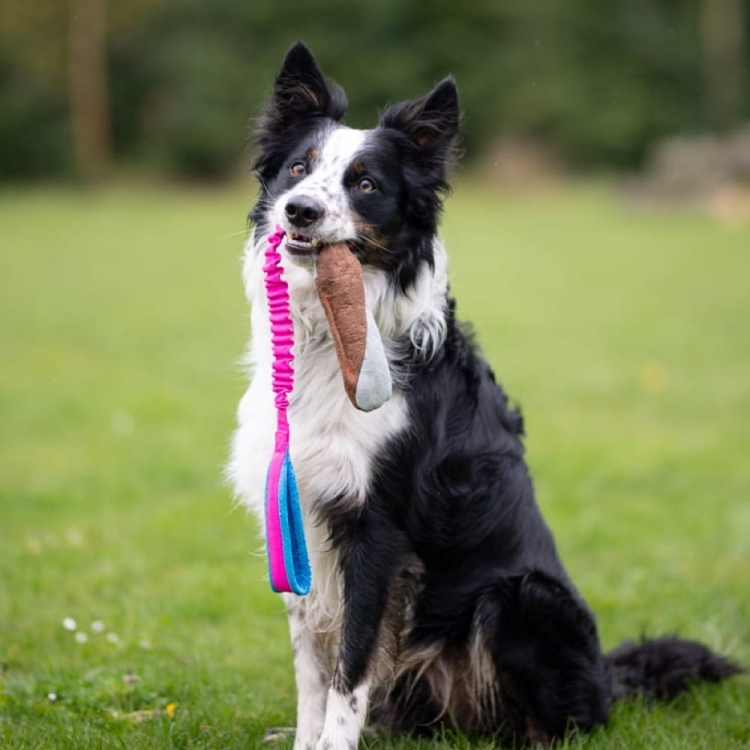 BungeeCutie pink-turquoise with Border Collie.jpg