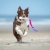 BungeeCutie pink-turquoise with Australian Shepherd.jpg
