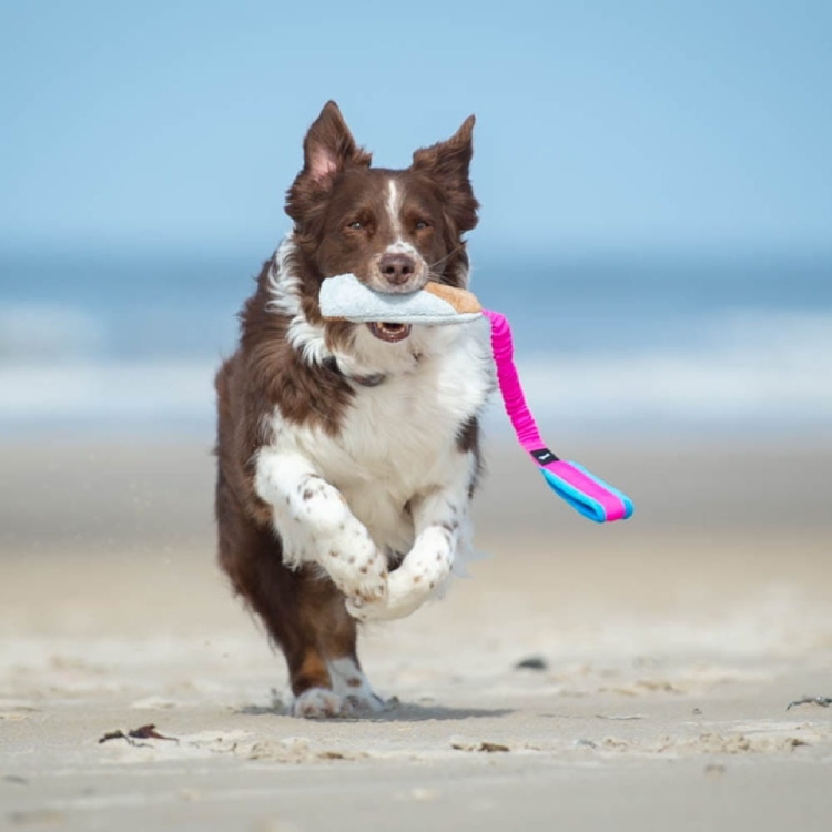 BungeeCutie pink-turquoise with Australian Shepherd.jpg