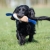 Cutie tug toy blue cockerspaniel.jpg