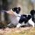 Cutie tug toys lilac small dog.jpg