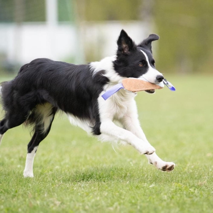 Cutie tug toy lilac border collie.jpg