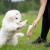 Cutie tug toy lilac with puppy.jpg