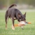 Cutie tug toy orange kelpie.jpg