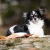 Cutie tug toys orange small dog.jpg
