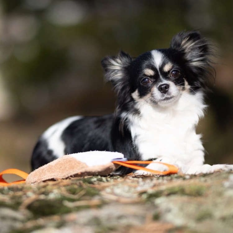 Cutie tug toys orange small dog.jpg