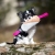 Cutie tug toys pink from JoyOfDogSports.jpg