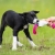 Pink cutie tug toy border collie puppy.jpg