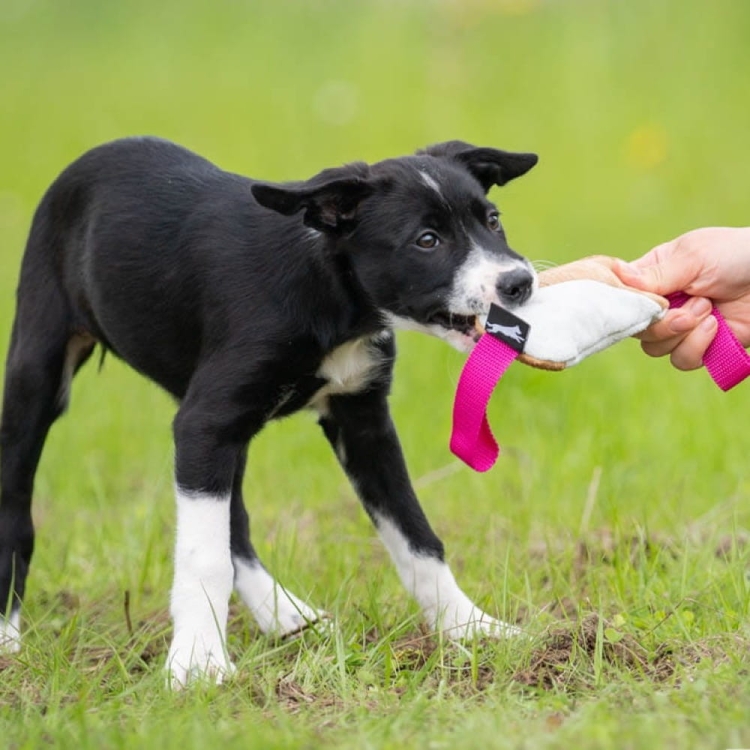 Pink cutie tug toy border collie puppy.jpg