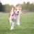 Cutie tug toy pink border collie.jpg
