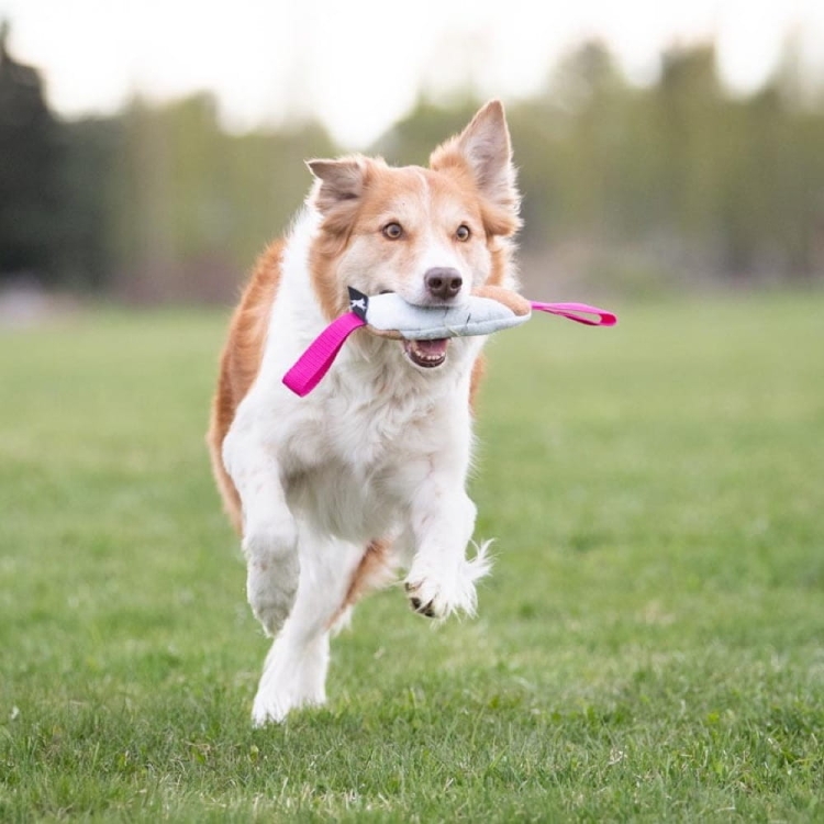 Cutie tug toy pink border collie.jpg