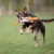 Cutie tug toy orange kelpie running.jpg