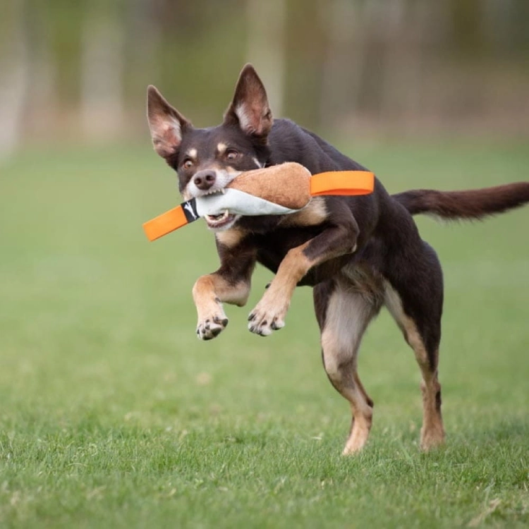 Cutie tug toy orange kelpie running.jpg