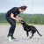 Cutie tug toy blue playing with cockerspaniel.jpg