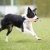 Cutie tug toy lilac border collie.jpg