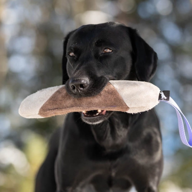 Mighty tug toy lilac and Labrador.jpg