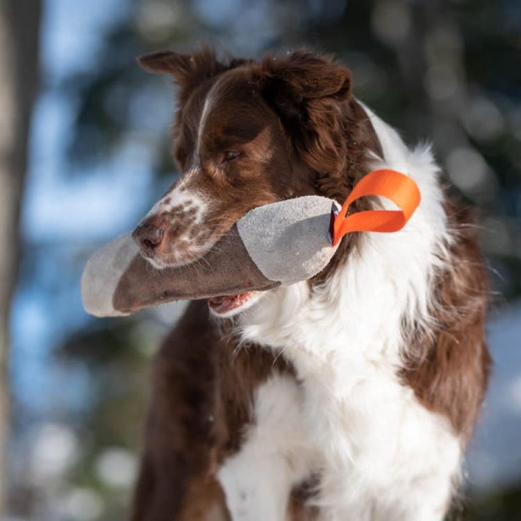 Mighty tug toy orange and Australian Shepherd.jpg