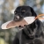 Mighty tug toy orange and Labrador.jpg