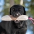 Mighty tug toy pink with Labrador.jpg
