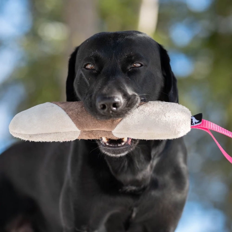 Mighty tug toy pink with Labrador.jpg