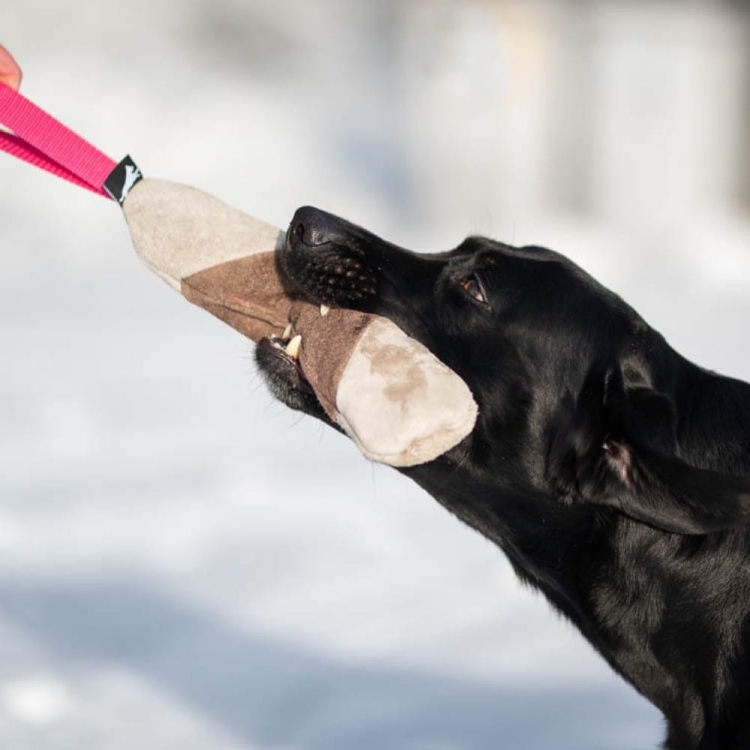 Mighty tug toy pink playing with black Labrador.jpg