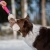 Mighty tug toy pink playing with Australian Shepherd.jpg