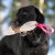 Mighty tug toy pink and Labrador.jpg