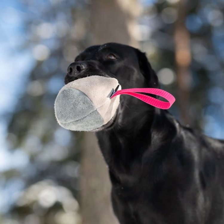 Hefty ball pink Labrador.jpg