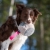Hefty ball pink with Australian Shepherd.jpg