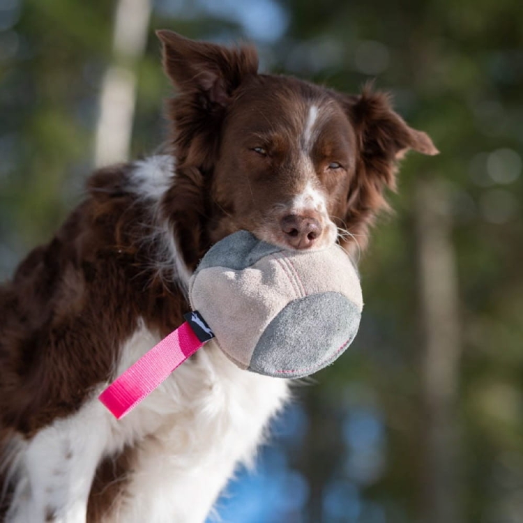 Hefty ball pink with Australian Shepherd.jpg