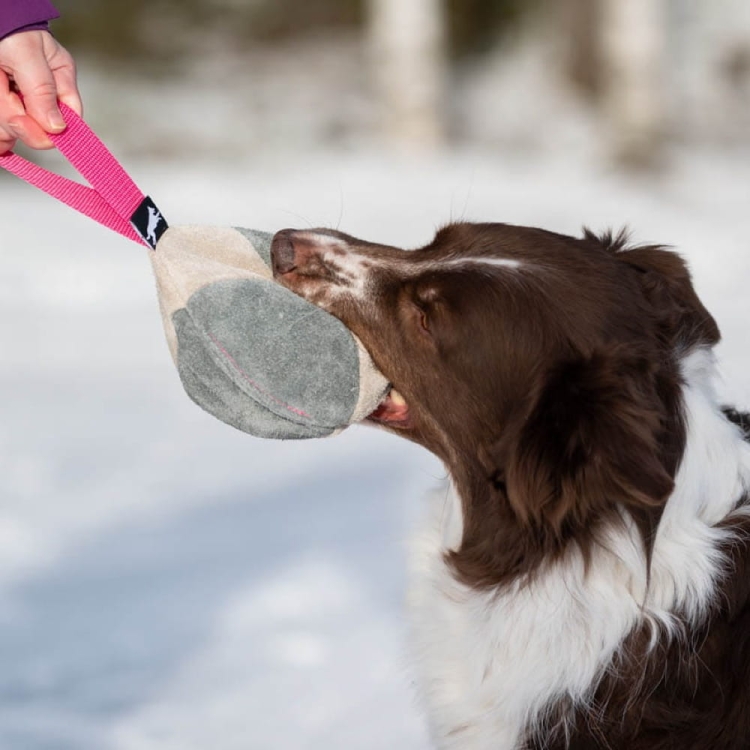 Hefty ball pink playing with Australian Shepherd.jpg