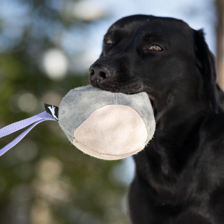 Hefty ball lilac Labrador.jpg
