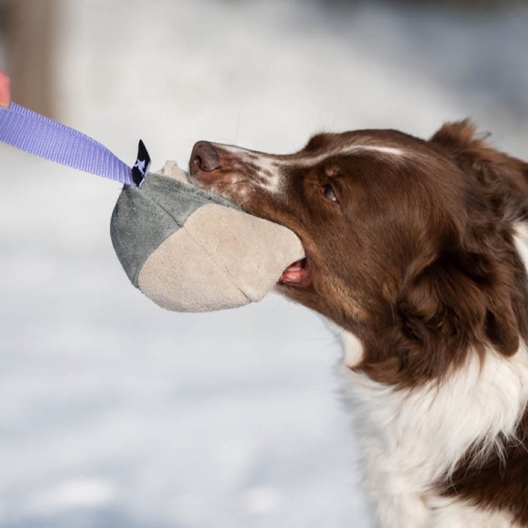Hefty ball lilac playing with Australian Shepherd.jpg