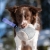 Hefty ball lilac Australian Shepherd.jpg