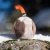 Hefty ball orange.jpg