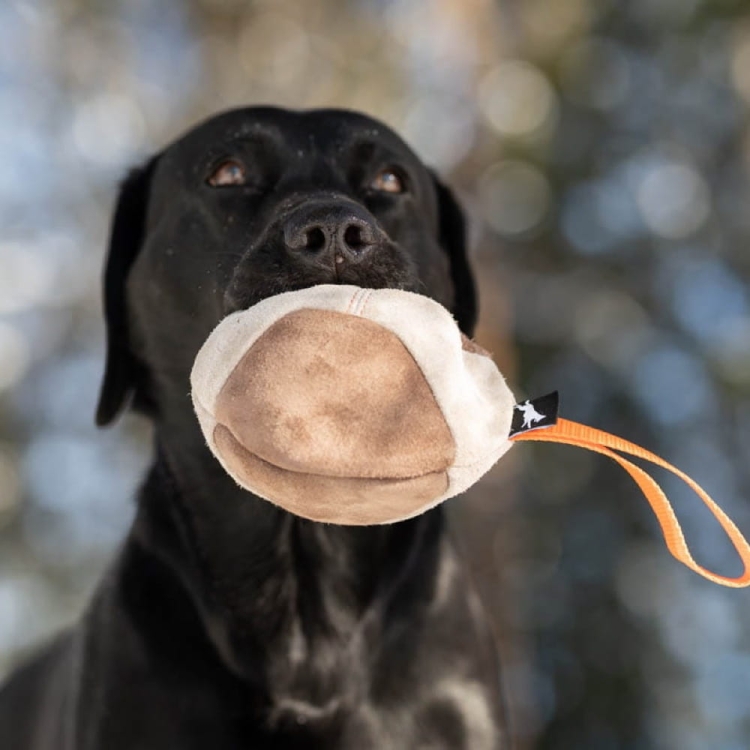 Hefty ball orange Labrador.jpg
