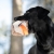 Hefty ball orange with Labrador.jpg