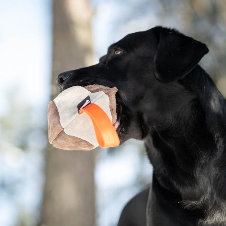 Hefty ball orange with Labrador.jpg