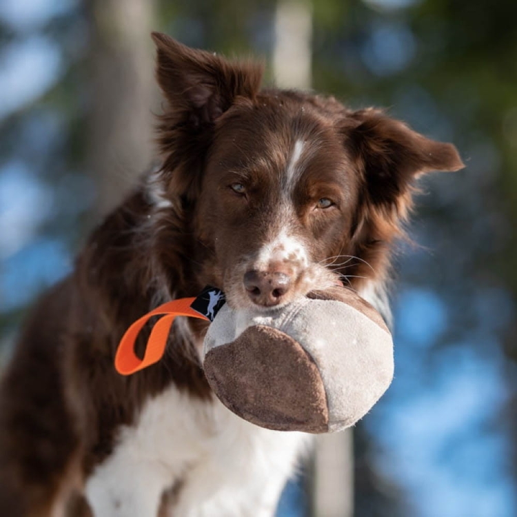 Hefty ball pink Australian Shepherd.jpg