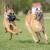 Chewie ball and Toughie toy belgian shepherd.jpg