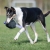 Toughie tug toy lilac collie playing.jpg
