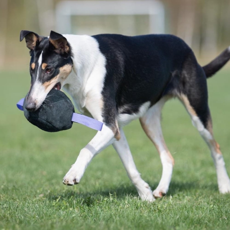 Toughie tug toy lilac collie playing.jpg