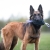 Toughie toy lilac belgian shepherd.jpg