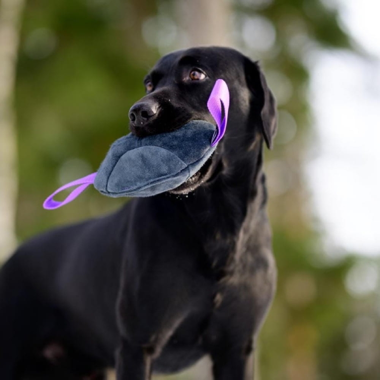 Toughie toy genuine leather black and lilac.jpg